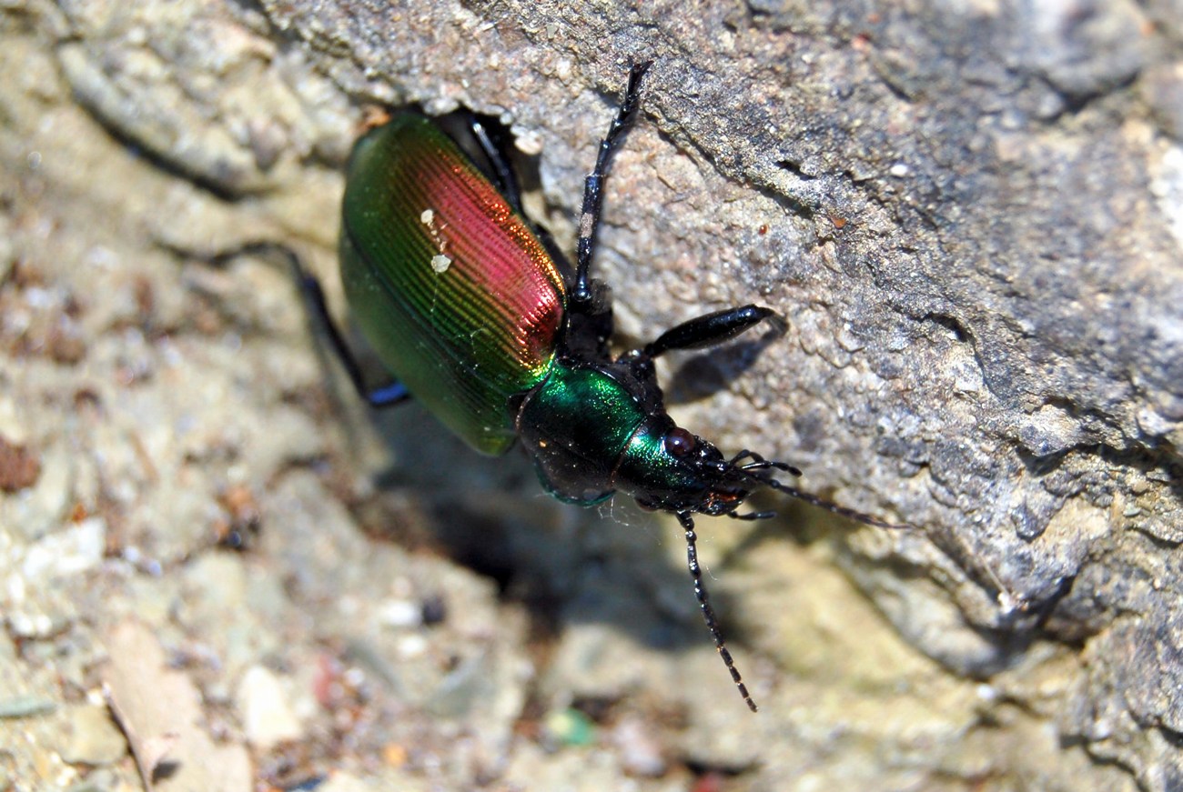 Carabide: Calosoma sychophanta